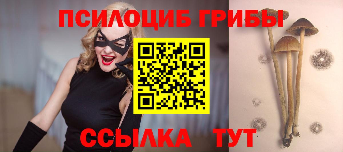 Псилоцибиновые грибы Psilocybine cubensis Котовск
